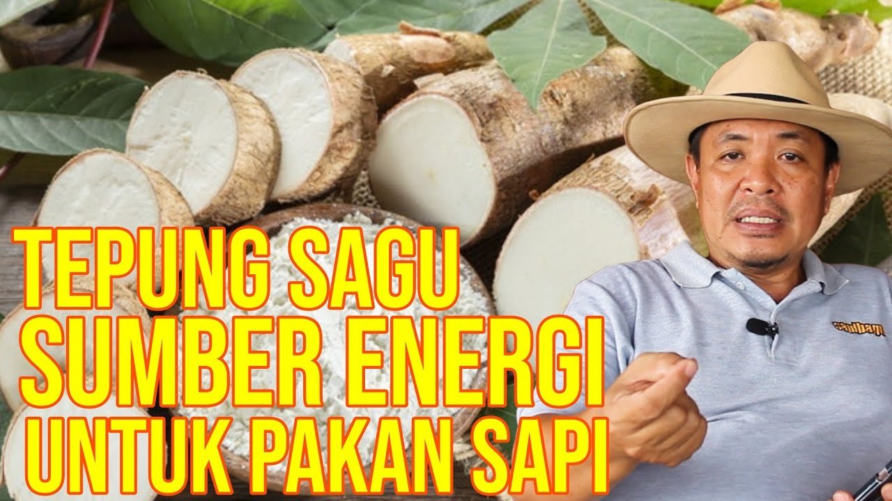
                                 Sagu-Pakan-Ternak-Sapi-Sebagai-Sumber-Energi